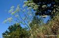 Falcaria